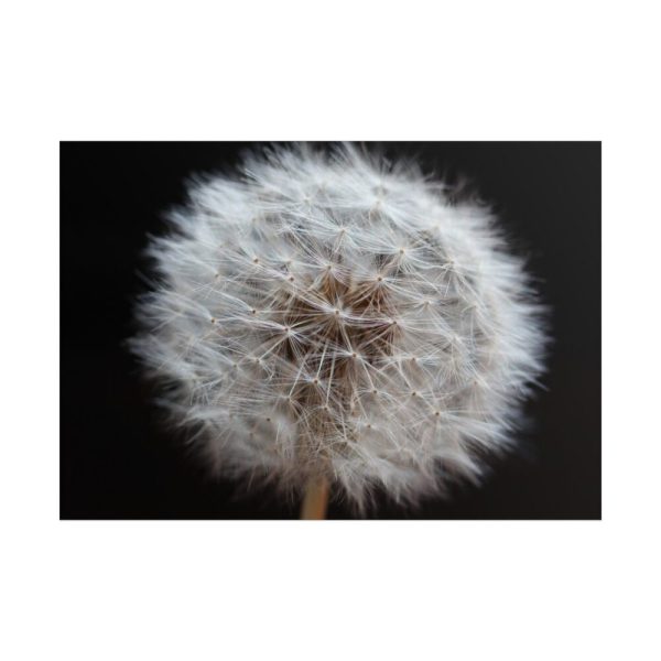 101875-165.jpg Closeup of Dandelion II Poster