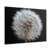 101875-167.jpg Closeup of Dandelion II Poster
