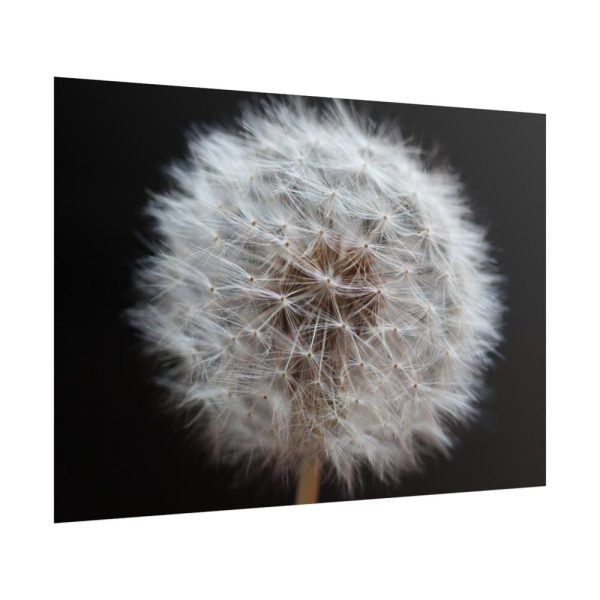 101875-167.jpg Closeup of Dandelion II Poster