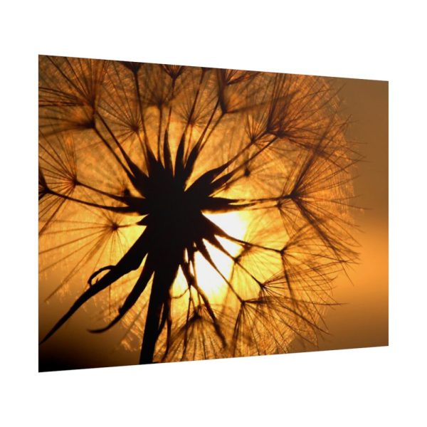 101875-172.jpg Closeup Dandelion Poster