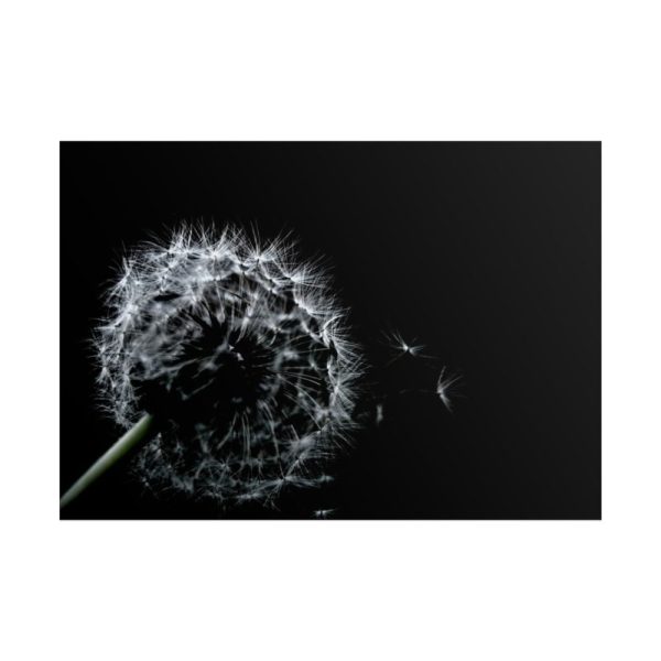 Dandelion Background Poster