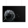 Dandelion Background Poster