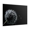 Dandelion Background Poster