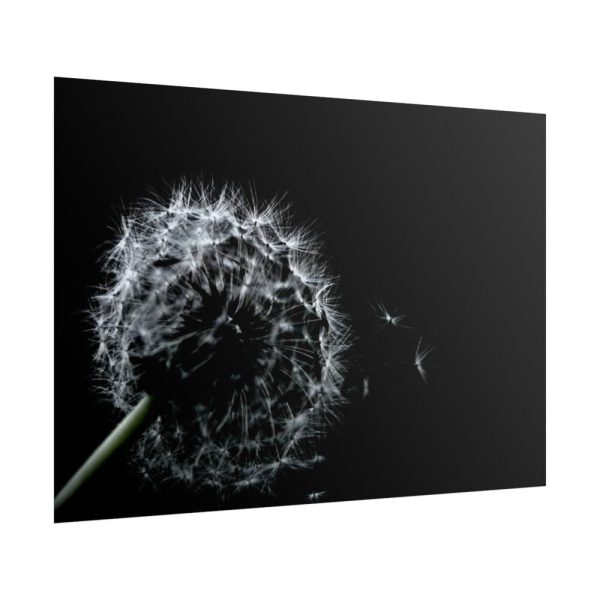 Dandelion Background Poster