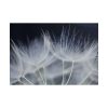 101875-225.jpg Macro Flower Detail Poster