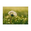 101875-230.jpg Dandelion in Dewey Grassy Area Poster