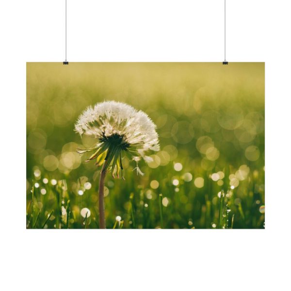 101875-231.jpg Dandelion in Dewey Grassy Area Poster