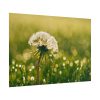 101875-232.jpg Dandelion in Dewey Grassy Area Poster