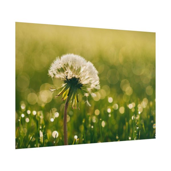 101875-232.jpg Dandelion in Dewey Grassy Area Poster