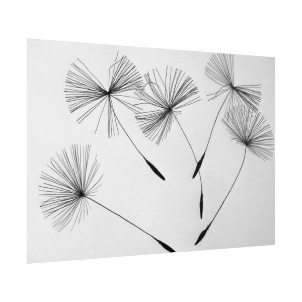 Dandelion Seeds Poster