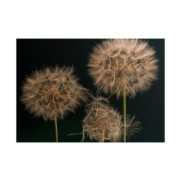 Giant Dandelion Poster