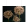 Giant Dandelion Poster