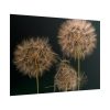 Giant Dandelion Poster