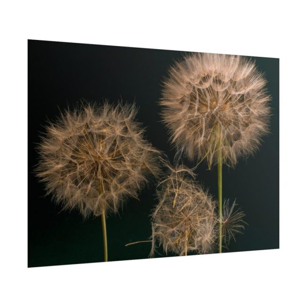 Giant Dandelion Poster