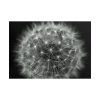 Dandelion Light Effect Poster