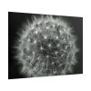 Dandelion Light Effect Poster