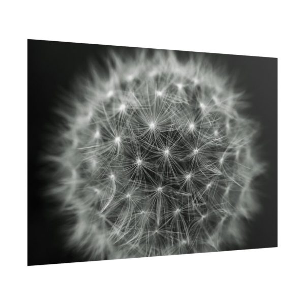 Dandelion Light Effect Poster