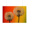101875-266.jpg Dandelion on Yellow Background Poster