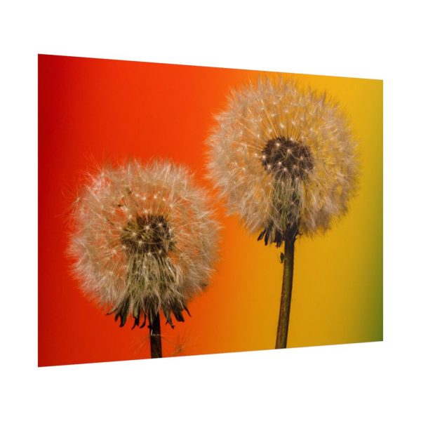 101875-267.jpg Dandelion on Yellow Background Poster