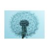 101875-270.jpg Dandelion Puffball Puff Poster