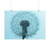 101875-271.jpg Dandelion Puffball Puff Poster