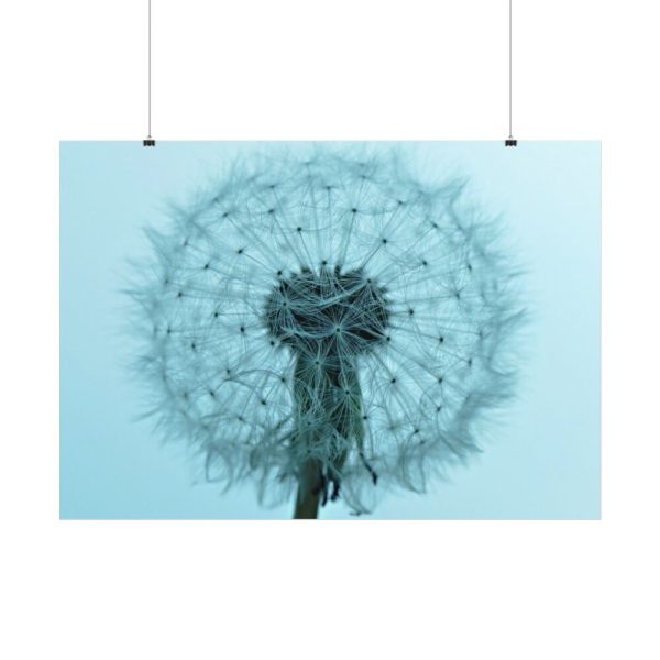 101875-271.jpg Dandelion Puffball Puff Poster