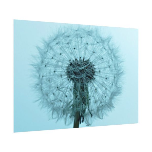 101875-272.jpg Dandelion Puffball Puff Poster
