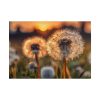 101875-290.jpg Dandelion Blossom Flower Poster