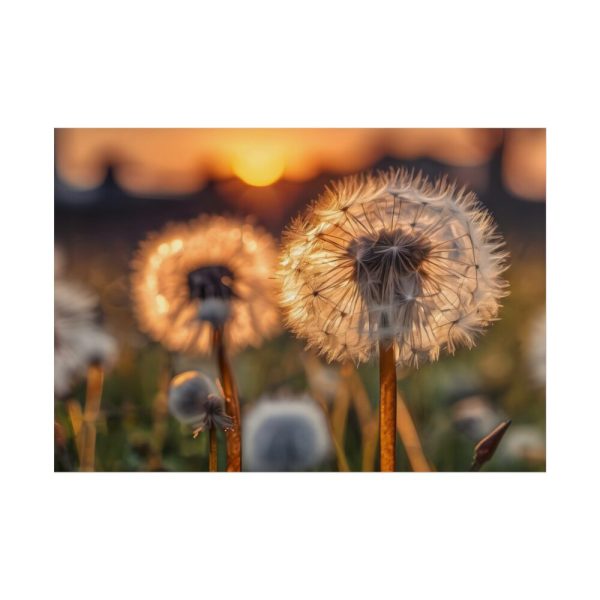 101875-290.jpg Dandelion Blossom Flower Poster