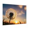 Dandelion in Golden Hour Poster