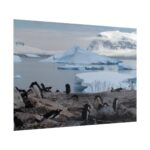 Penguin in Alaska Poster - Image 13