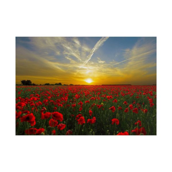 101875-550.jpg Flower Field in Sunset Poster
