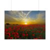 101875-551.jpg Flower Field in Sunset Poster