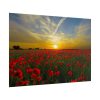101875-552.jpg Flower Field in Sunset Poster