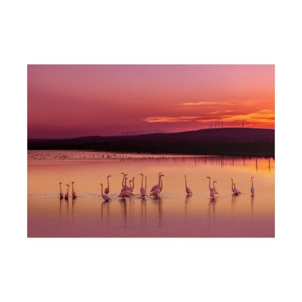 101875-595.jpg Sunset Leaves Silhouette Poster