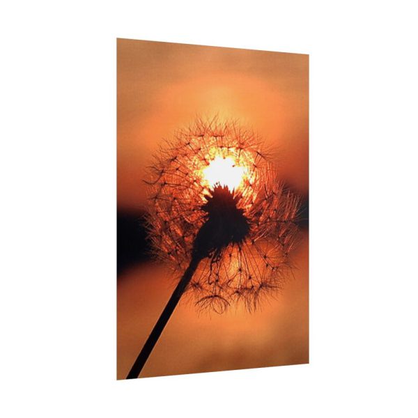 Dandelion in Sunset Poster