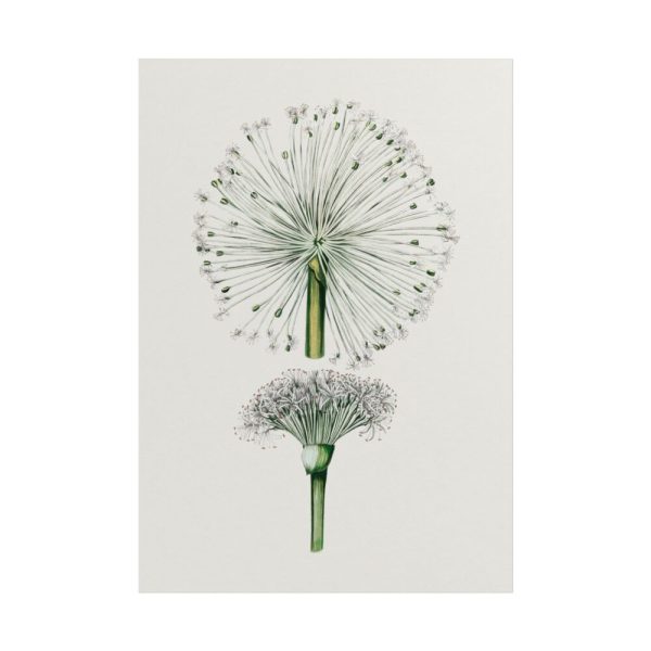 101894-85.jpg Hand Drawn White Blood Lily Poster