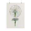 101894-86.jpg Hand Drawn White Blood Lily Poster