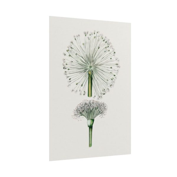 101894-87.jpg Hand Drawn White Blood Lily Poster