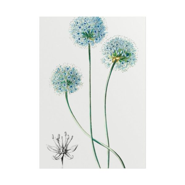 101894-90.jpg Blue Leek from Edwards’s Botanical Register Poster