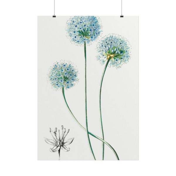 101894-91.jpg Blue Leek from Edwards’s Botanical Register Poster
