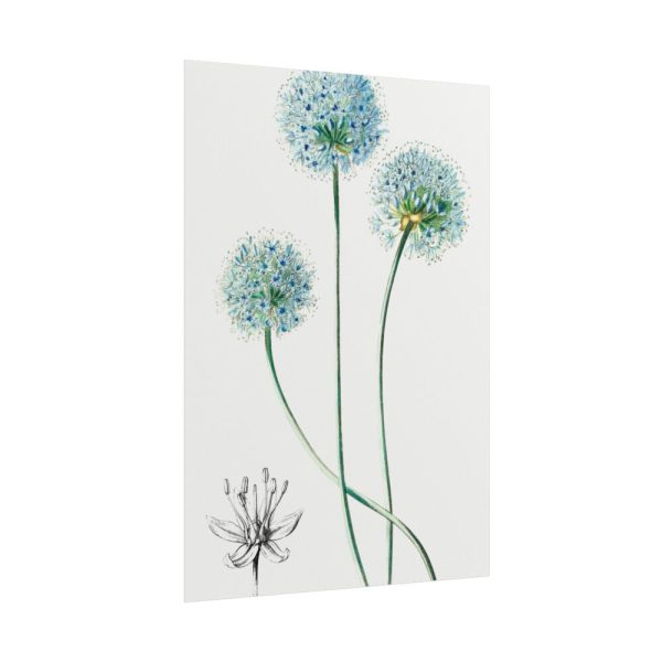 101894-92.jpg Blue Leek from Edwards’s Botanical Register Poster
