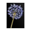 101894-95.jpg Dandelion on Black Poster