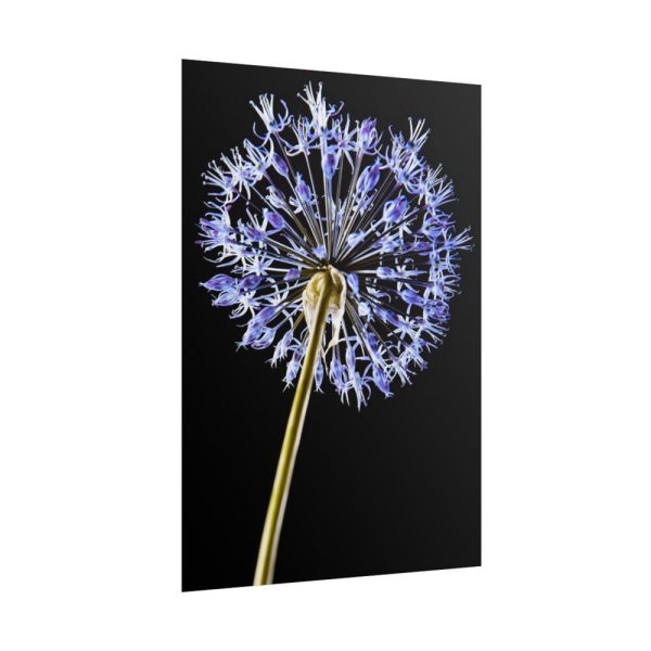 101894-97.jpg Dandelion on Black Poster