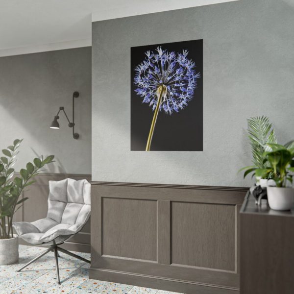 101894-99.jpg Dandelion on Black Poster
