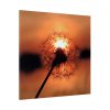 102212-8.jpg Dandelion in Sunset Standard Canvas