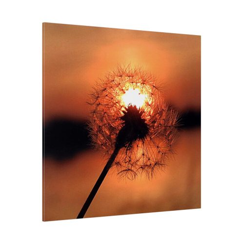 102212-8.jpg Dandelion in Sunset Standard Canvas