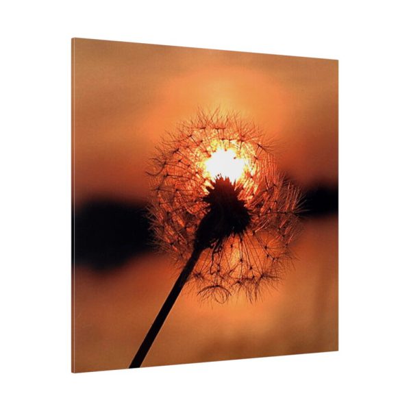 102212-8.jpg Dandelion in Sunset Standard Canvas