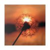 102212-9.jpg Dandelion in Sunset Standard Canvas