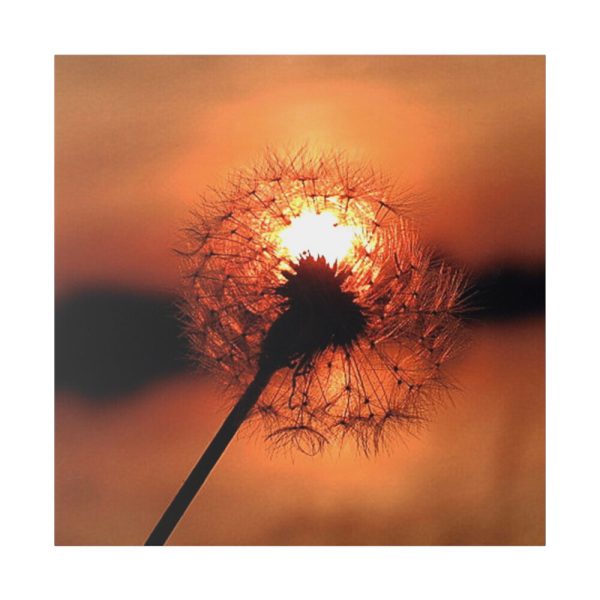102212-9.jpg Dandelion in Sunset Standard Canvas
